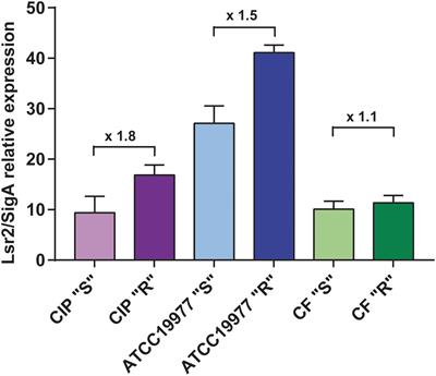 Lsr2 Is an Important Determinant of Intracellular Growth and Virulence in Mycobacterium abscessus